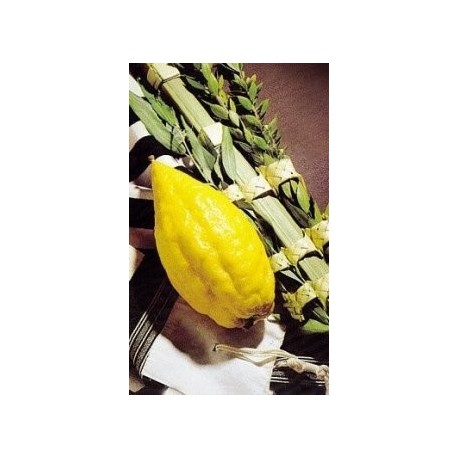 KIT LOULAV + ETROG - Biblieurope