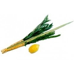KIT LOULAV + ETROG (Qualité Alef) - Biblieurope