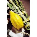 KIT LOULAV + ETROG (Qualité Alef) - Biblieurope
