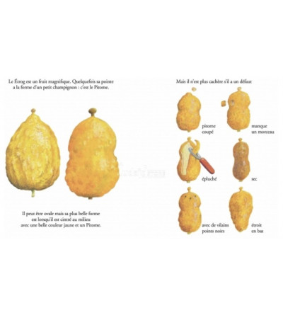 Arba'ate Haminim - Les Quatre espèces