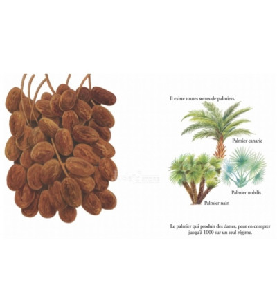 Arba'ate Haminim - Les Quatre espèces