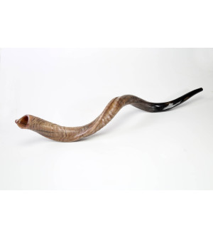 Shofar Yéménite XL